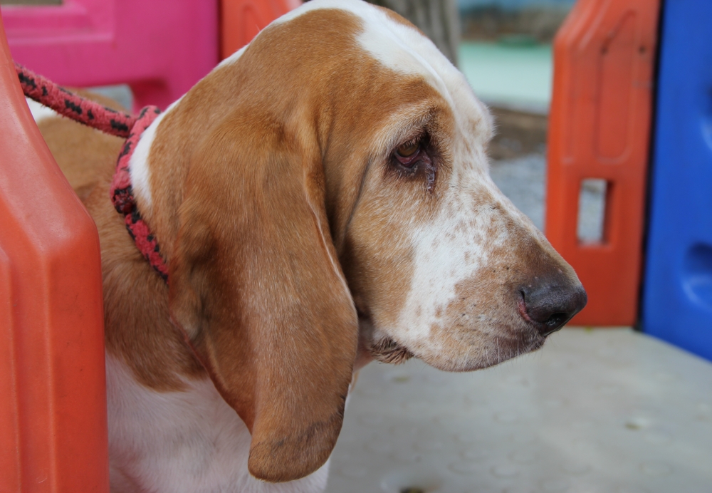 Clube Hotel para Cães Preço no Tucuruvi - Hospedagem de Cães