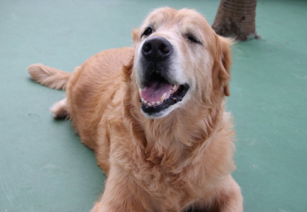 Clube Hotel para Cão na Água Funda - Resort de Cães