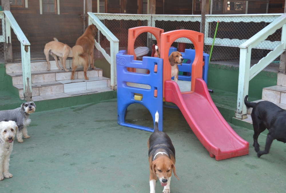 Creche Canina Preço no Aeroporto - Serviços de Creche para Cachorro