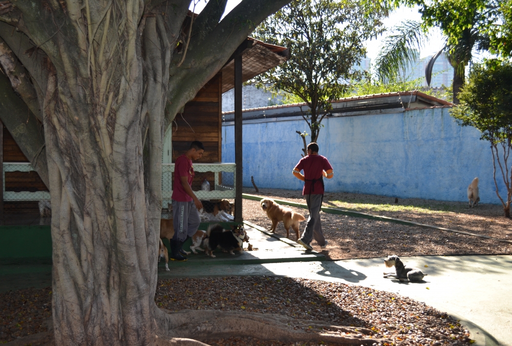 Creche Canina Jardim Aracília - Creche Canina