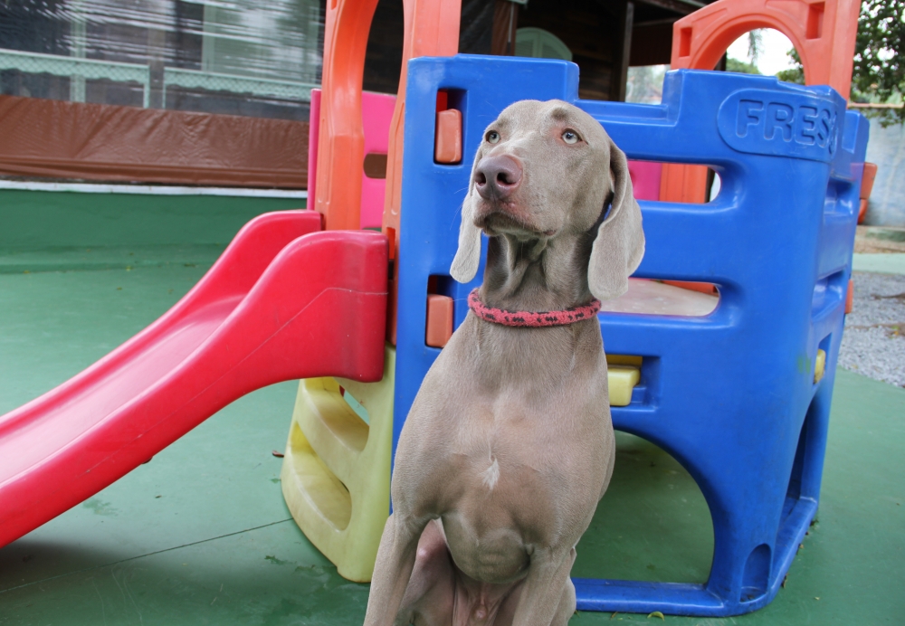 Creche com Day Care para Cachorro Preço na Freguesia do Ó - Creche para Animais