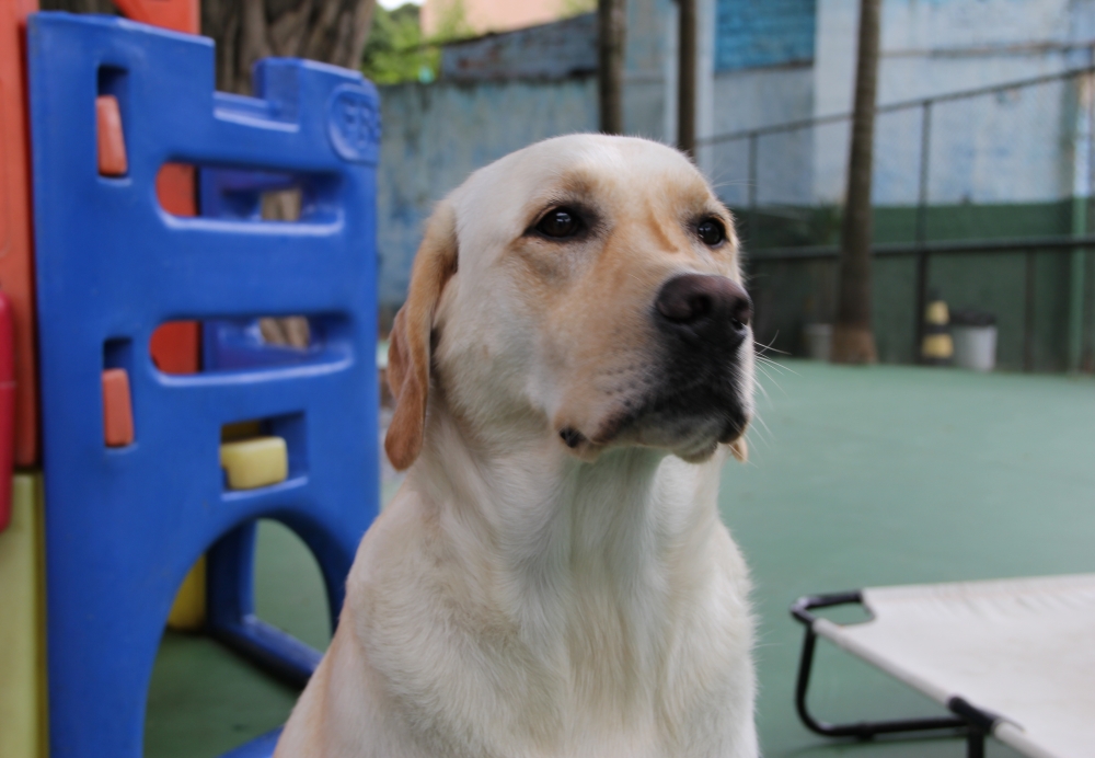 Creche com Daycare para Cachorro Água Azul - Creche Canina