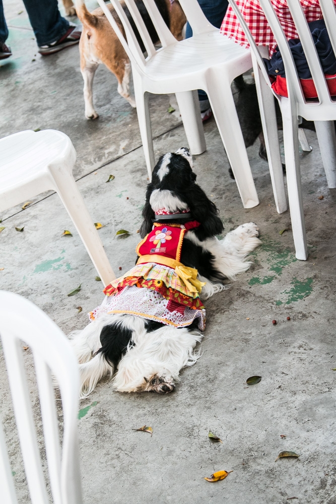 Creche Day Care no Rio Pequeno - Day Care em Animais