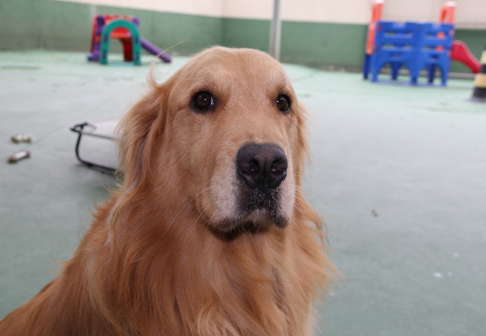 Creche de Animais Vila Barros - Creche para Cães