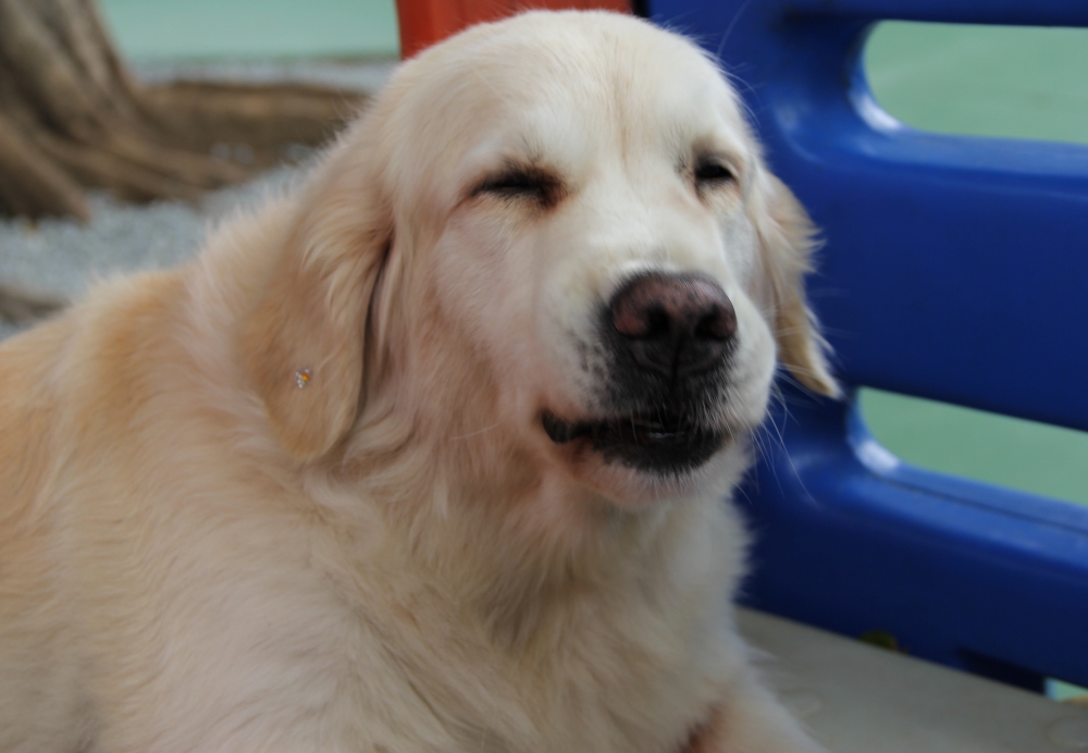 Creche de Animal em Interlagos - Creche com Day Care para Cachorro