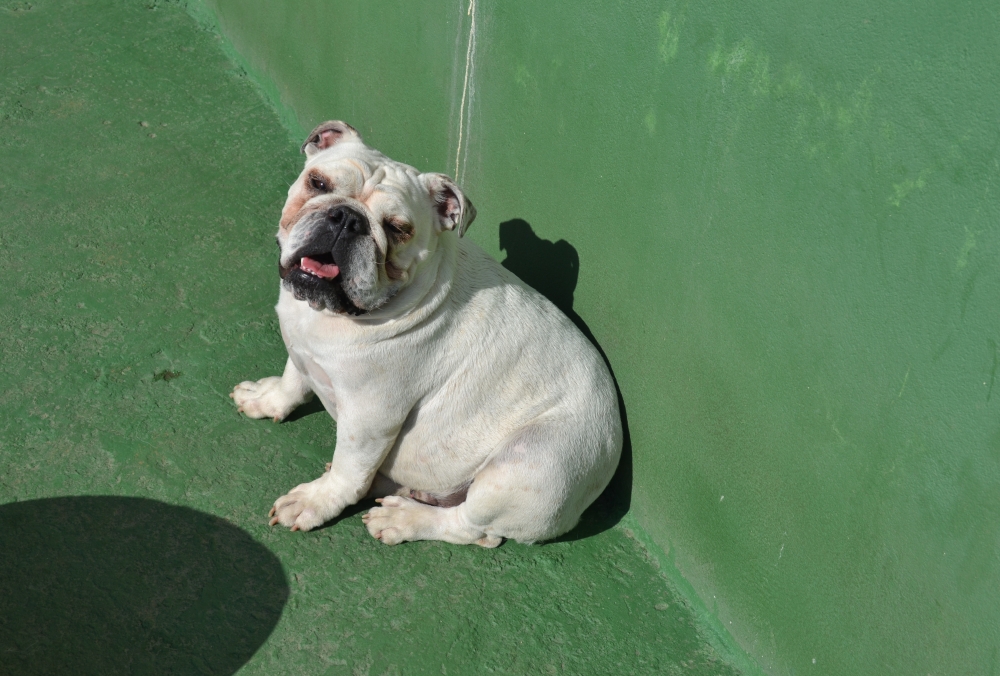 Creche de Cachorro Preço em Perus - Creche para Cachorro no Brooklin