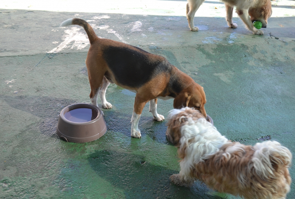 Creche de Cachorro Bosque Maia - Creche de Cachorro