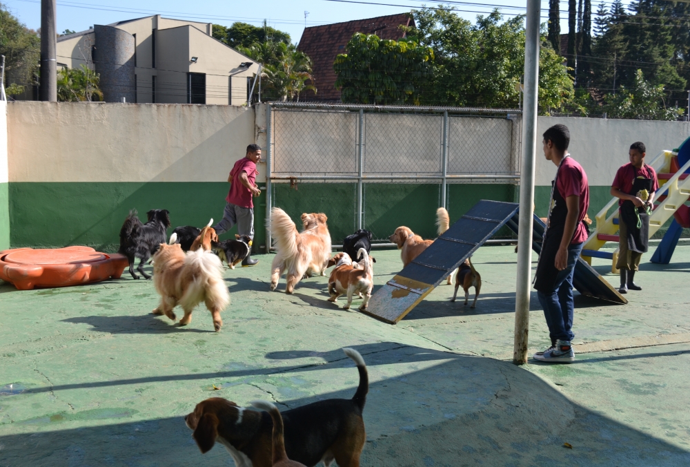 Creche de Cachorros Vila Barros - Creche para Animais