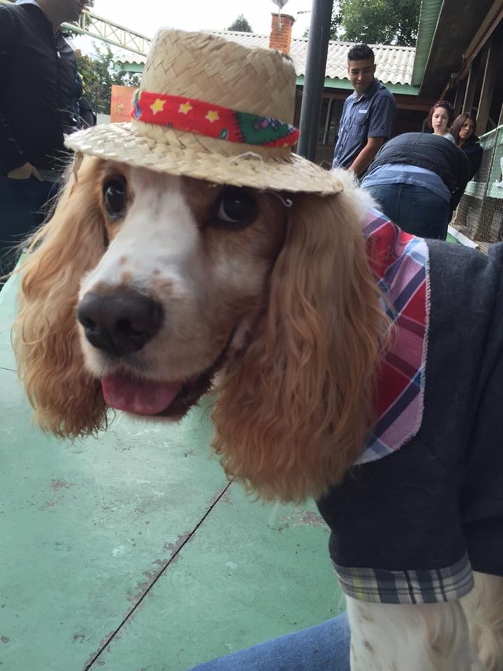 Creche de Cães no Jardim América - Creche para Cachorro no Brooklin