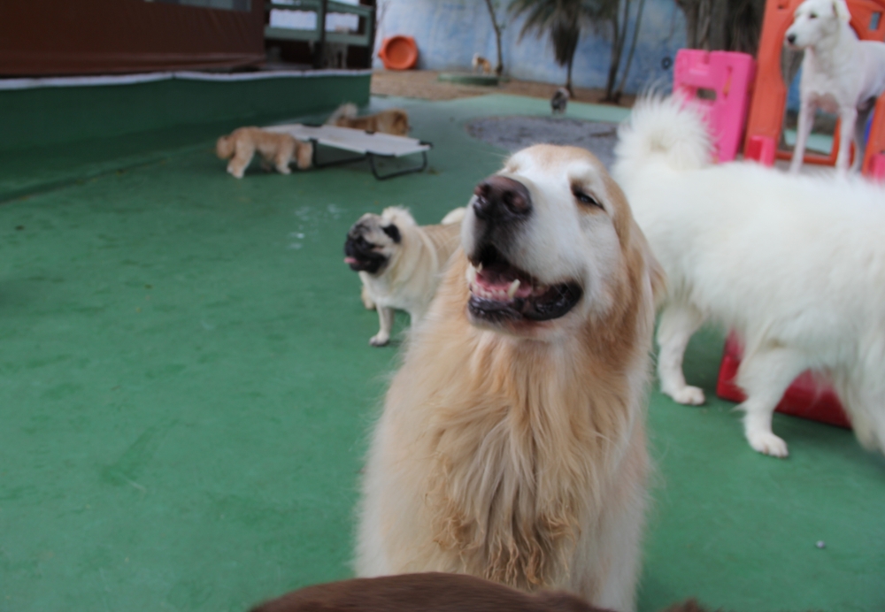 Creche de Pet na Ponte Rasa - Creche Canina