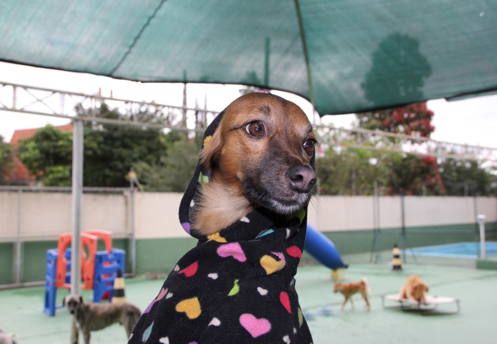 Creche de Pets Preço no Pacaembu - Creche de Cachorro