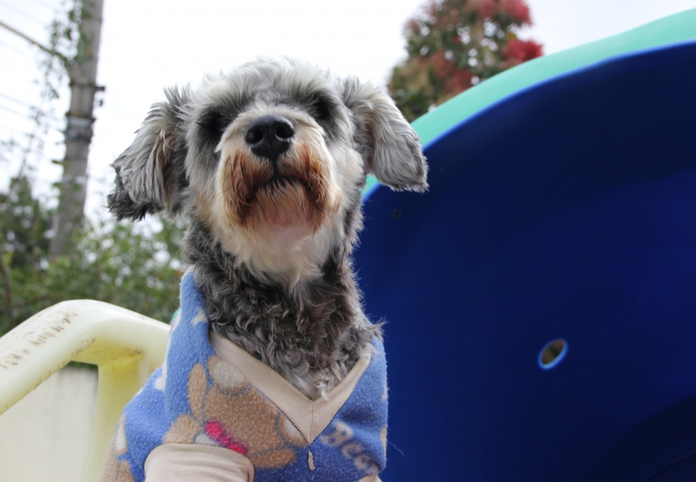 Creche de Pets em Raposo Tavares - Creche para Animais