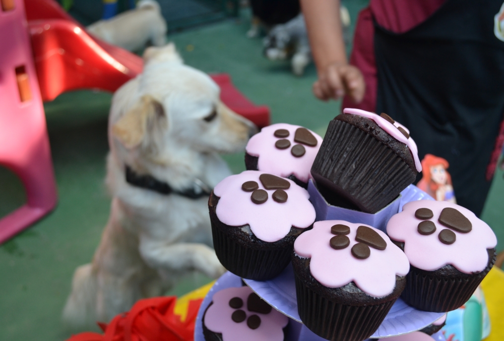 Creche para Animais Preço no Alto da Lapa - Creche Canina