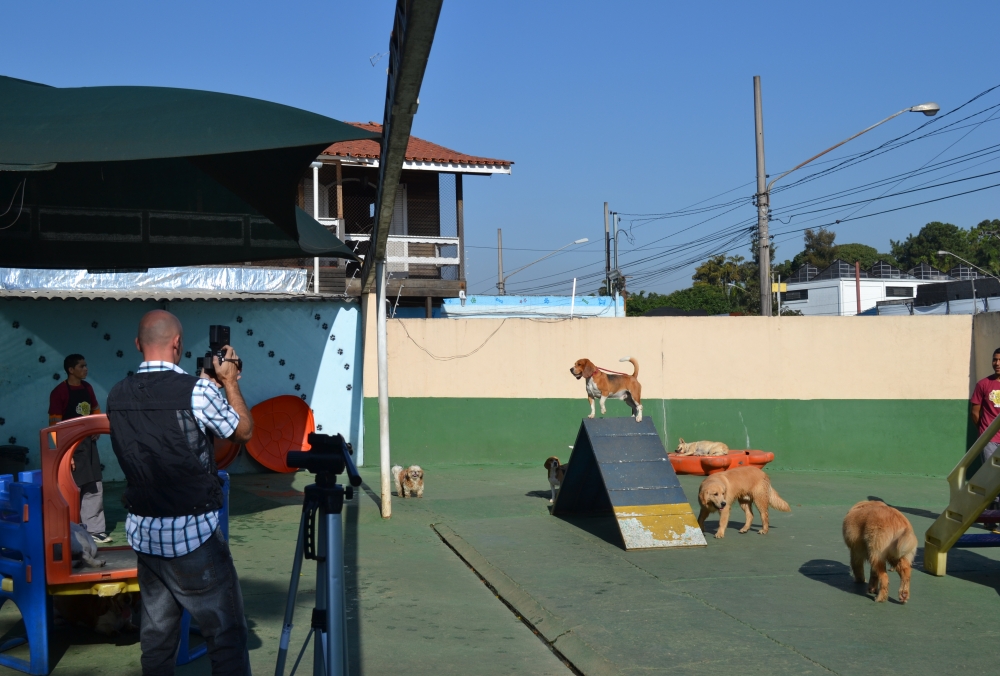 Creche para Animais no Campo Belo - Creche com Day Care para Cachorro