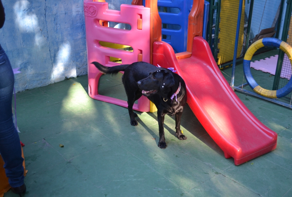 Creche para Animal na Bela Vista - Creche com Day Care para Cachorro