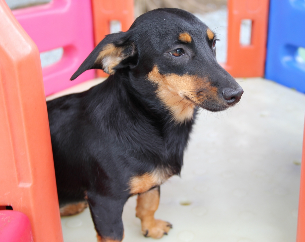 Creche para Cachorro em São Paulo Preço no Aeroporto - Creche com Day Care para Cachorro