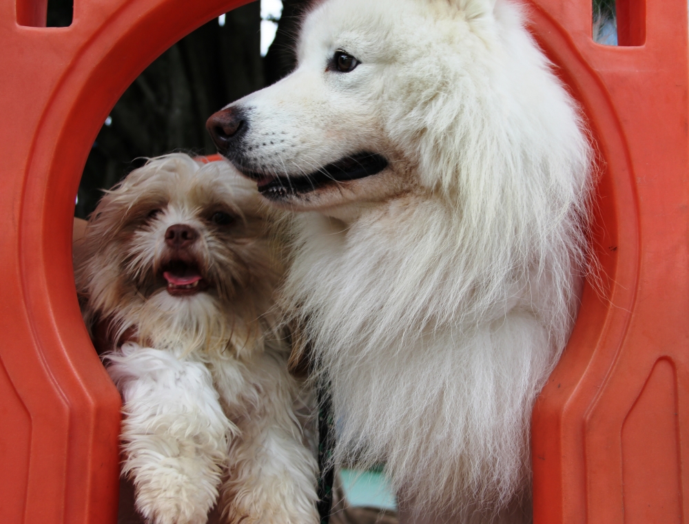 Creche para Cachorro em São Paulo no Alto de Pinheiros - Creche para Cachorro em Sp