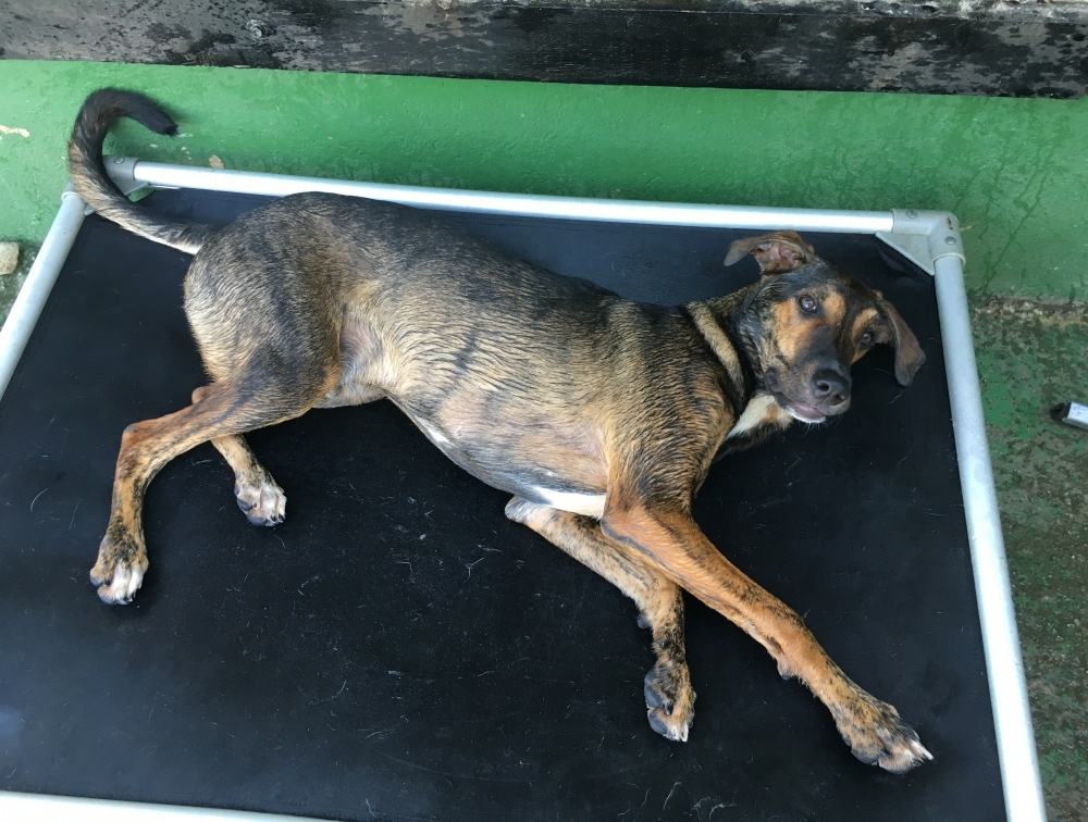 Creche para Cachorro em Sp Preço em Pirituba - Creche para Cachorro no Brooklin