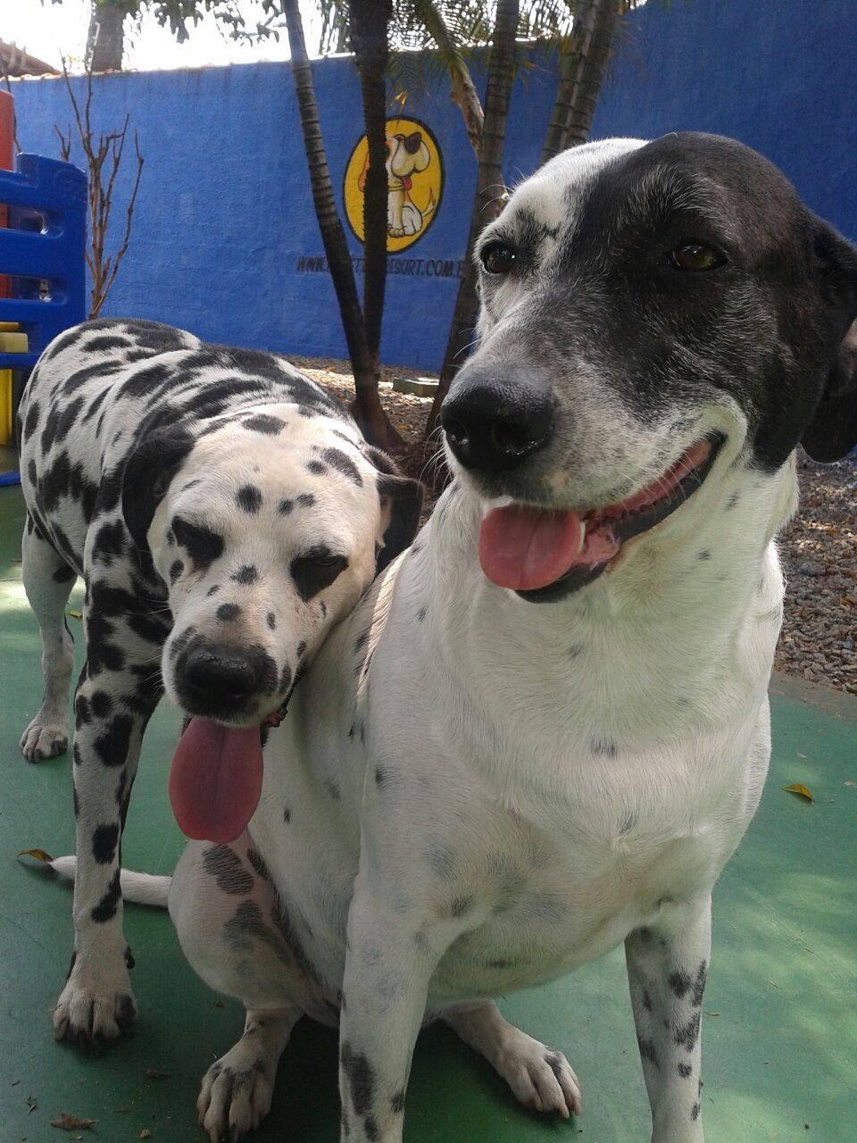 Creche para Cachorro em Sp no Jardins - Creche com Day Care para Cachorro