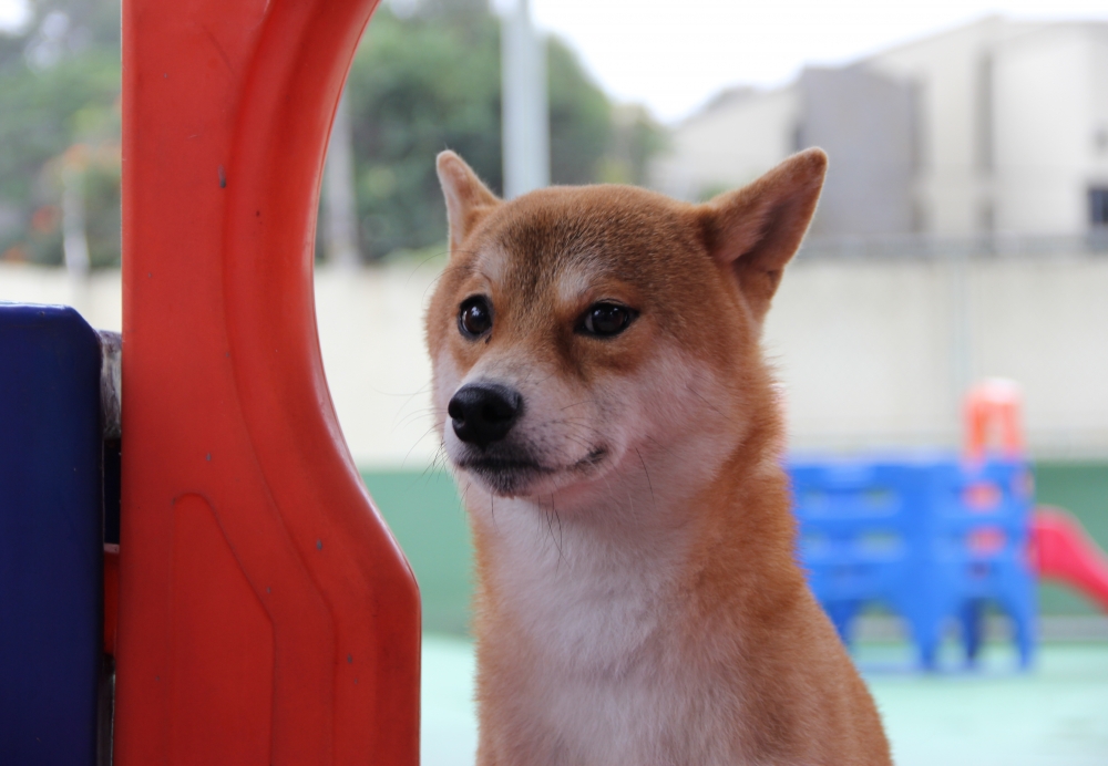 Creche para Cachorro Preço em São Miguel Paulista - Creche para Cachorro em Sp