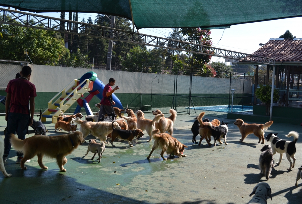 Creche para Cães Preço no Jardim Bonfiglioli - Creche para Cachorro em Sp