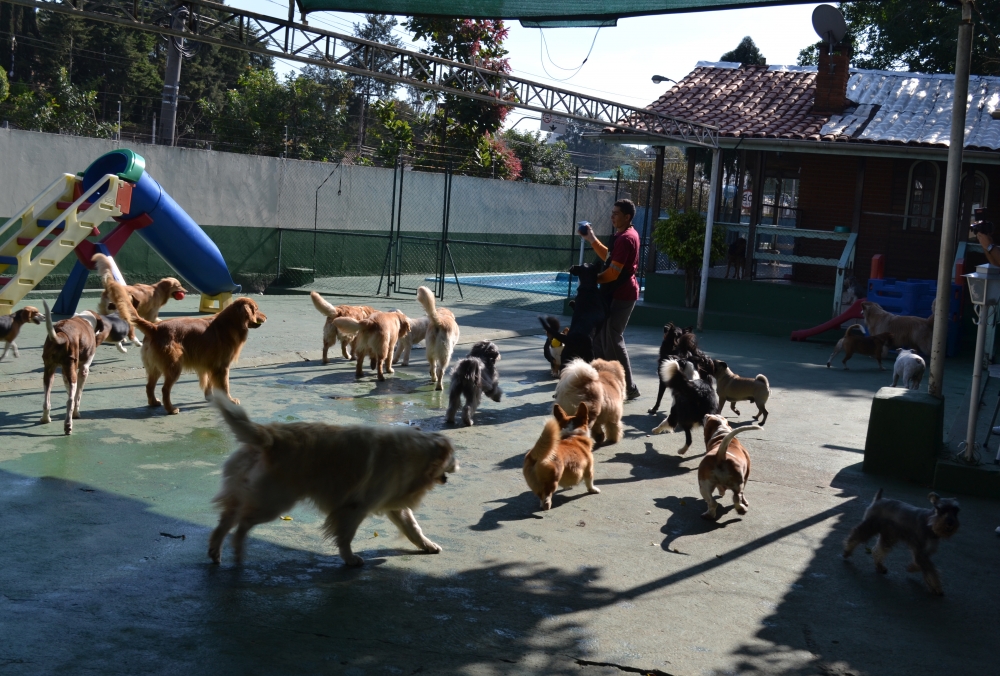 Creche para Cães na Consolação - Creche com Day Care para Cachorro