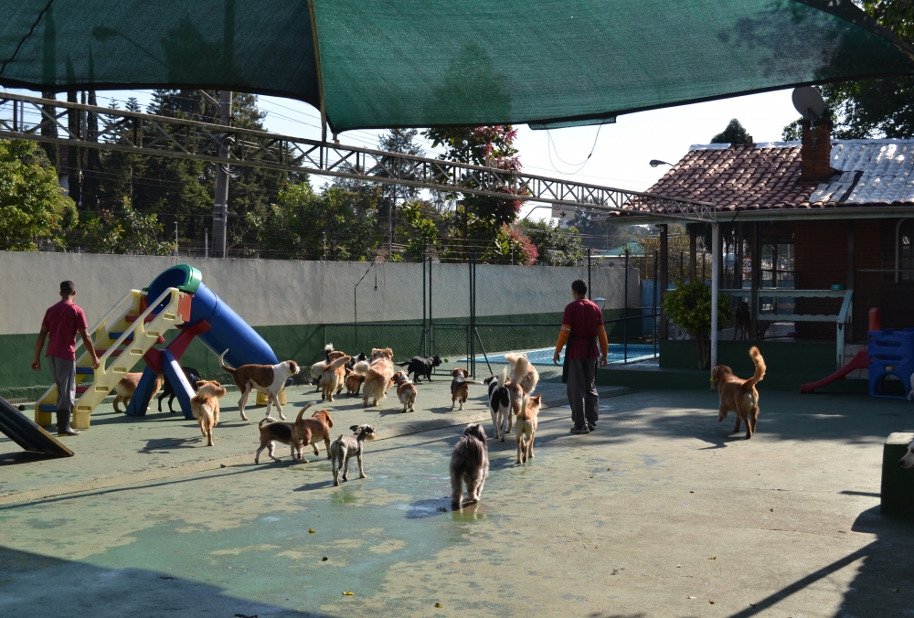 Creche para Cão no Bom Retiro - Creche para Cachorro em Sp