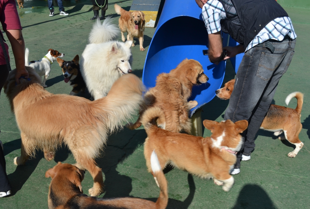 Creches Caninas na Ponte Rasa - Creche para Cachorro no Brooklin