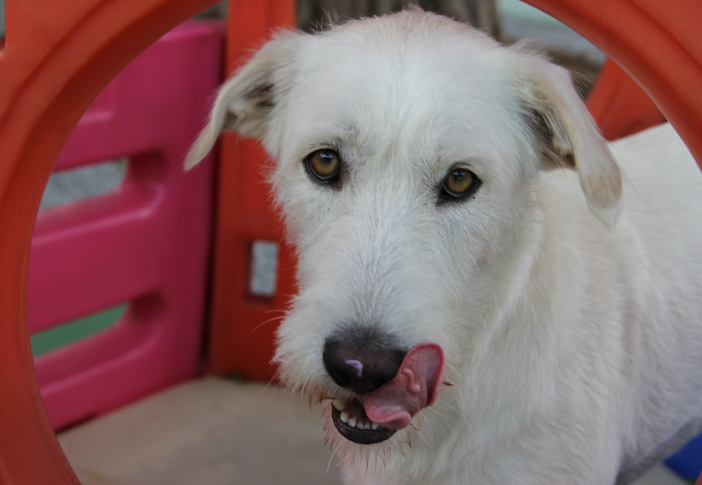 Creches com Day Care para Cachorro no Campo Grande - Creche Canina