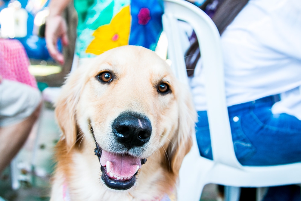 Creches Day Care Água Azul - Day Care Canino