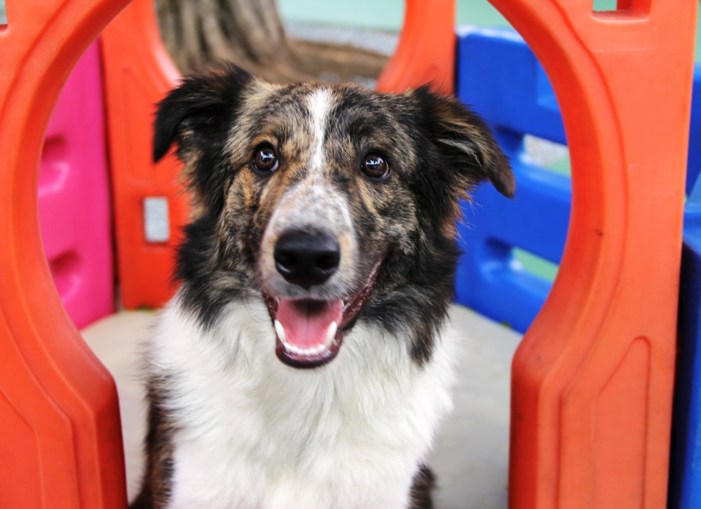 Creches para Cachorro em São Paulo na Sé - Creche com Day Care para Cachorro