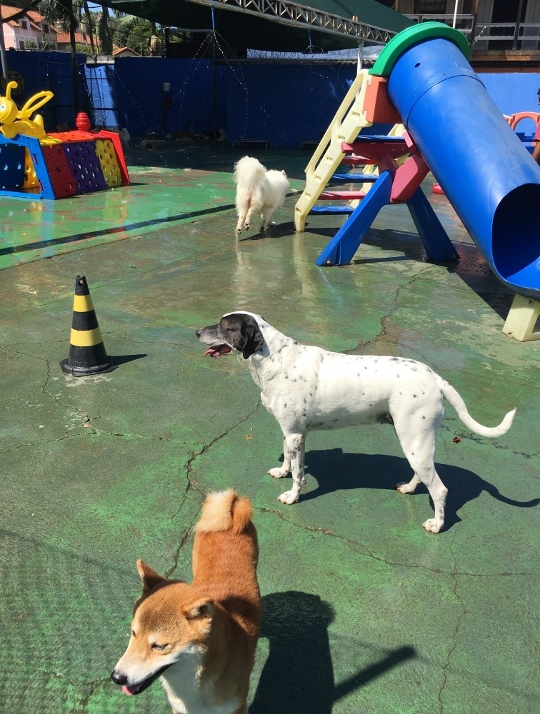 Creches para Cachorro em Sp na Vila Formosa - Creche para Cães