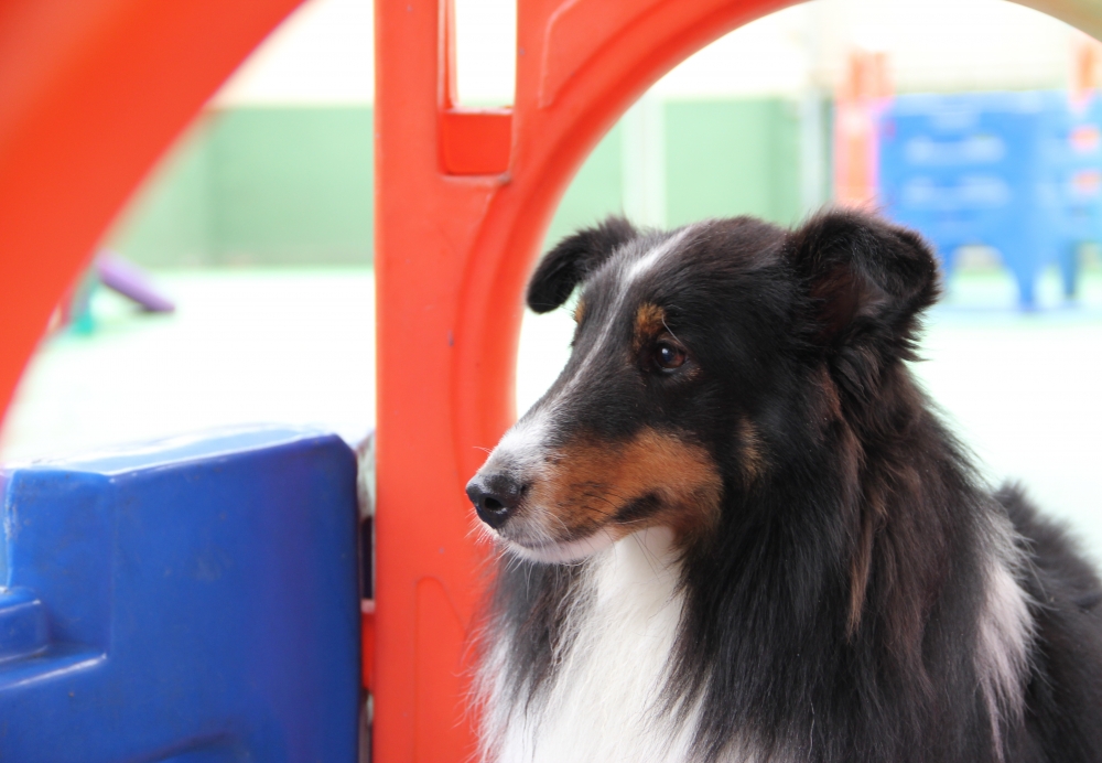 Creches para Cachorro no Centro - Serviços de Creche para Cachorro