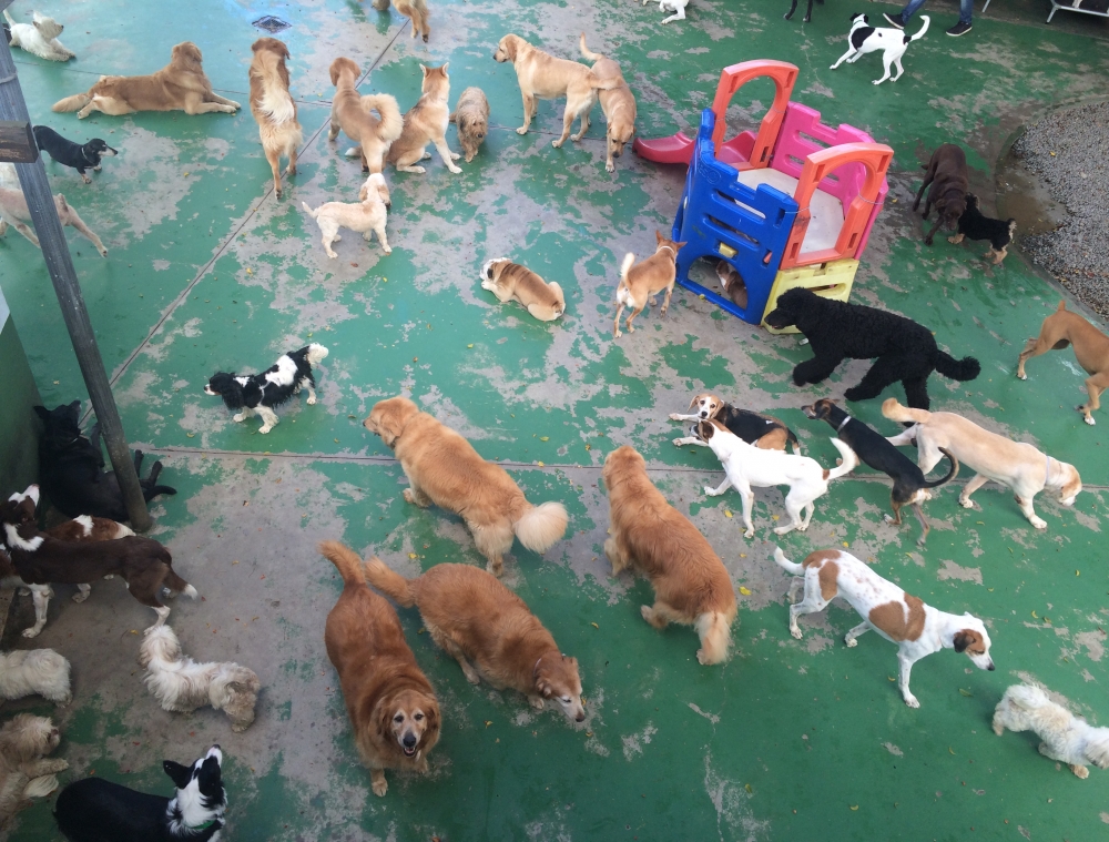 Day Care Canino Preço no Itaim Bibi - Espaço com Day Care