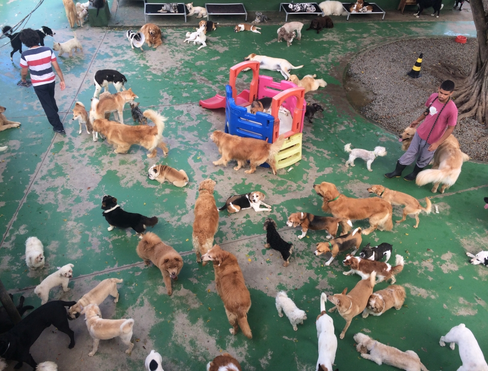 Day Care Canino na Vila Esperança - Dog Resort