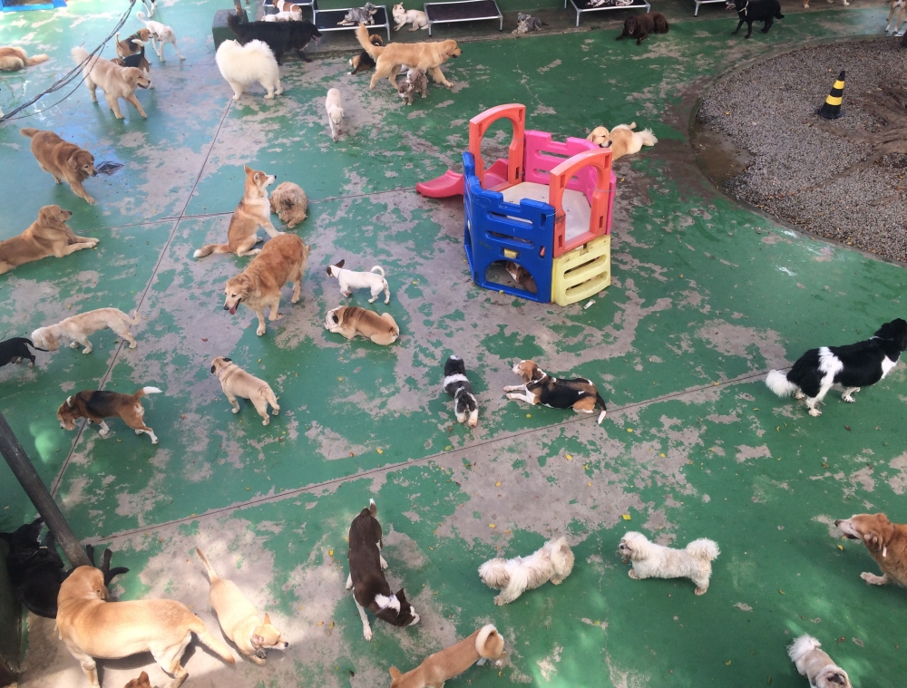 Day Care Caninos Gopoúva - Espaço com Day Care