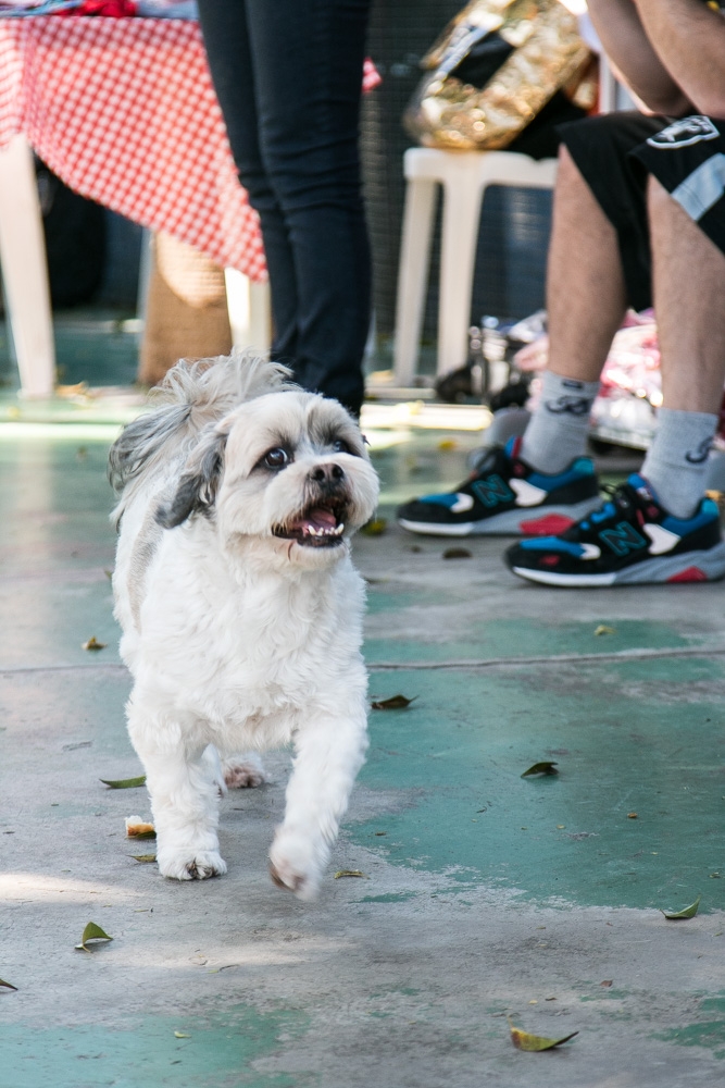 Day Care em Animais Preço no Jardim São Luiz - Dog Resort