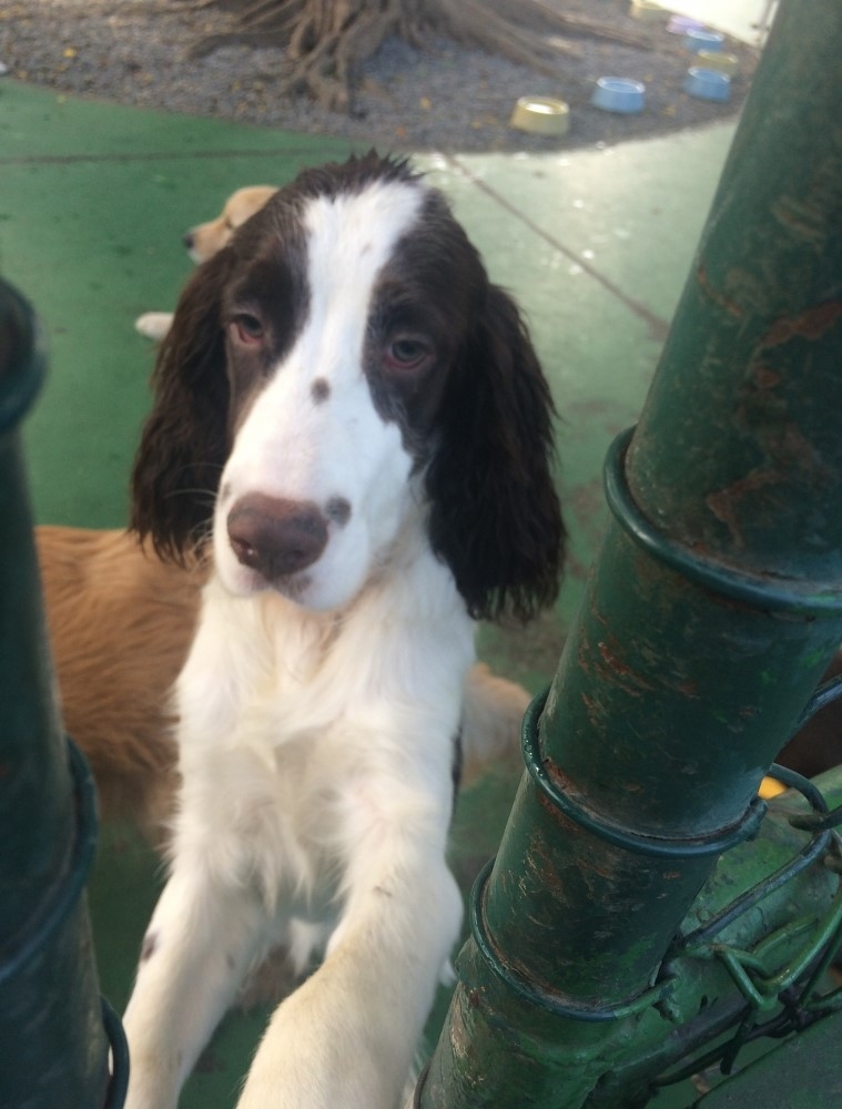 Day Care para Cachorro Preço em Raposo Tavares - Day Care em Sp