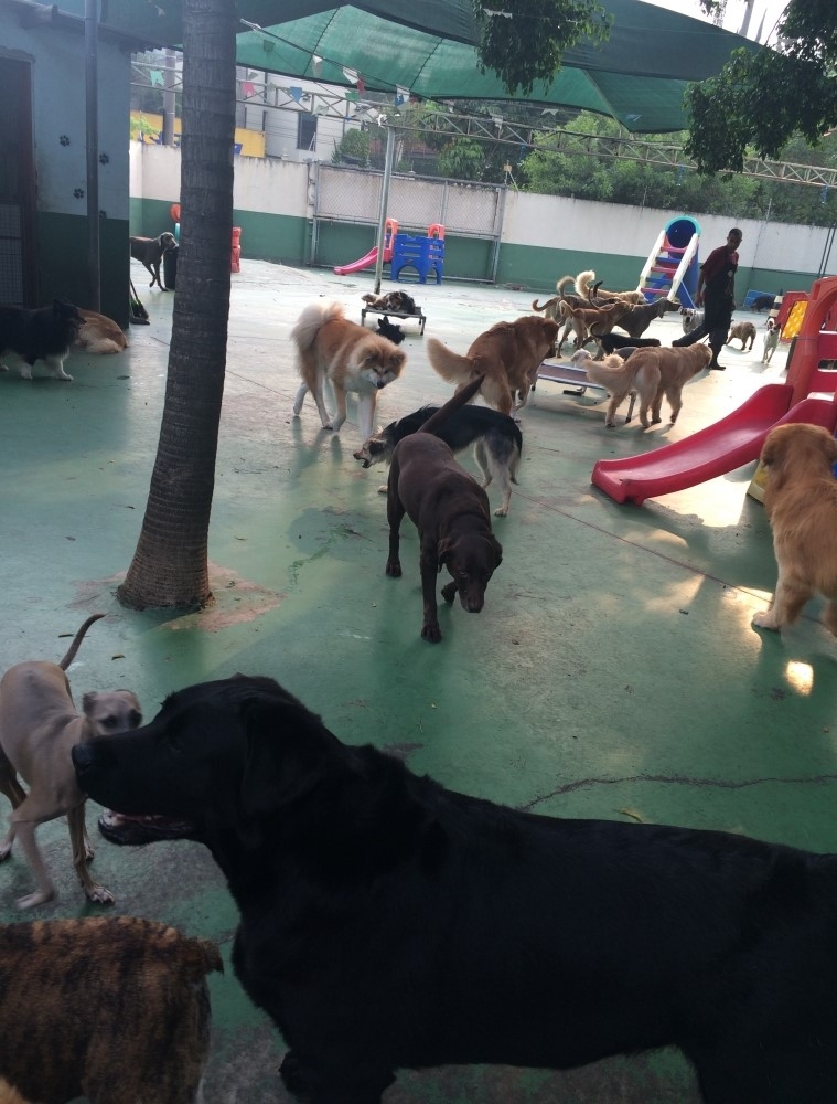 Day Care para Cachorro no Jardim São Luiz - Day Care em Sp