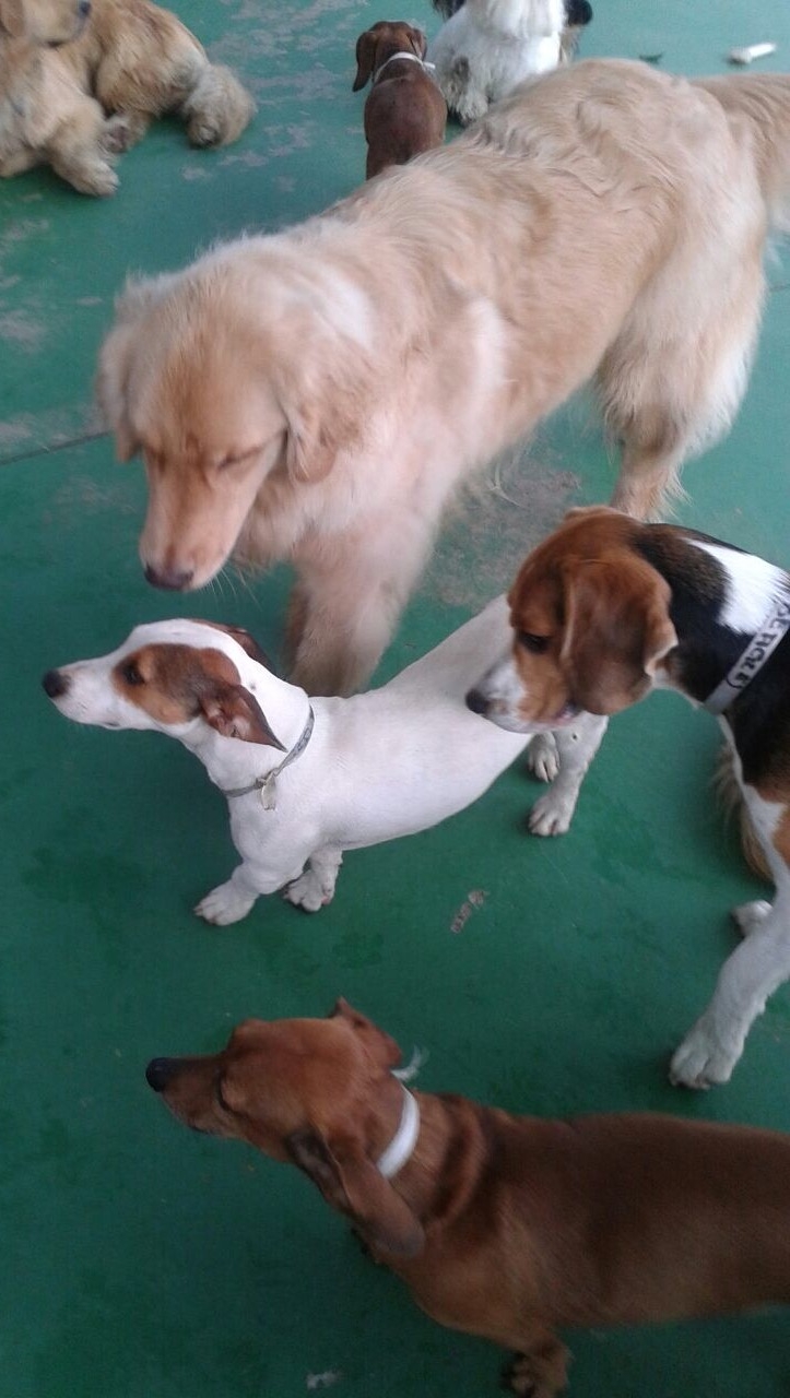 Day Care para Cães no Campo Belo - Day Care para Cachorro