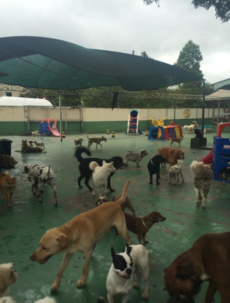 Day Care para Cão em Interlagos - Creche Day Care