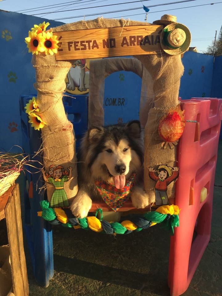 Day Care Pet Shops no Centro - Day Care para Cachorro