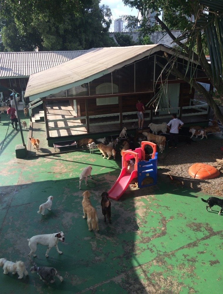 Day Cares no Jabaquara - Day Care para Cães