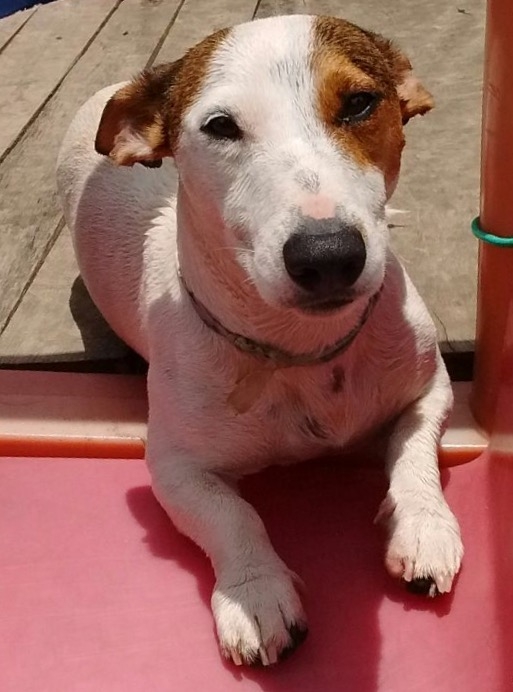 Daycare para Cães Preço em Sumaré - Day Care para Cães