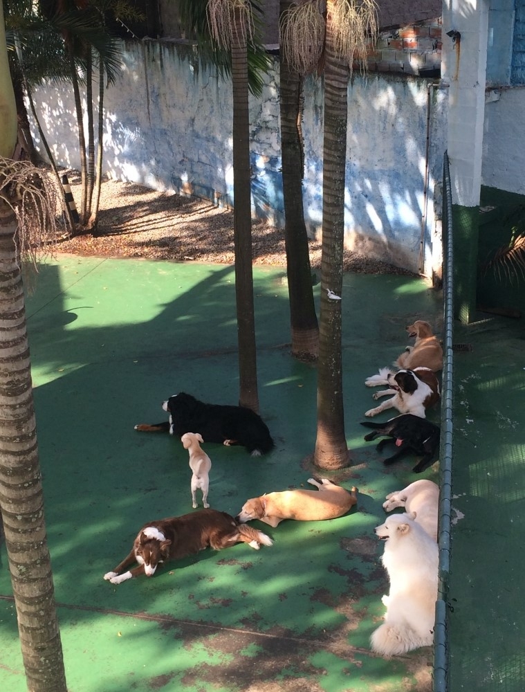 Daycare Preço no Aeroporto - Day Care para Cães