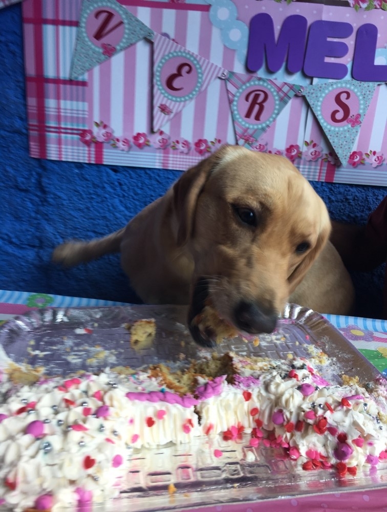 Dog Resort Preço no Jardim São Luiz - Day Care em São Paulo