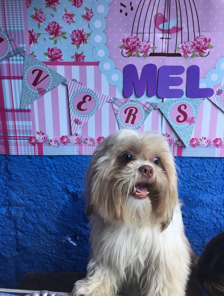 Dog Resorts Macedo - Creche Day Care