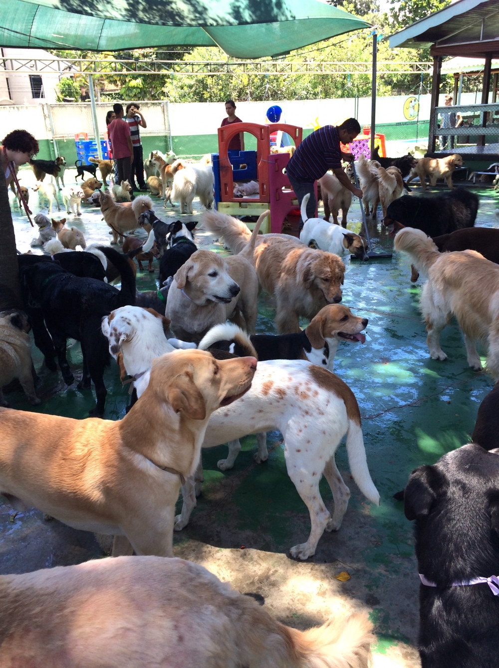 Espaço com Day Care no Centro - Day Care para Cães