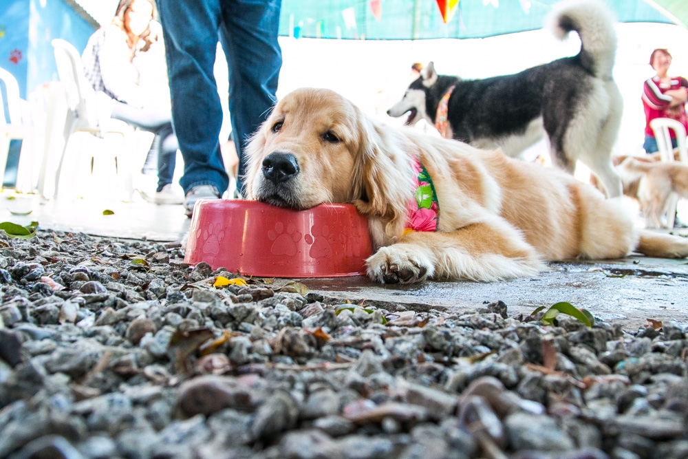 Espaço Day Care Preço no Jardim Bonfiglioli - Dog Resort