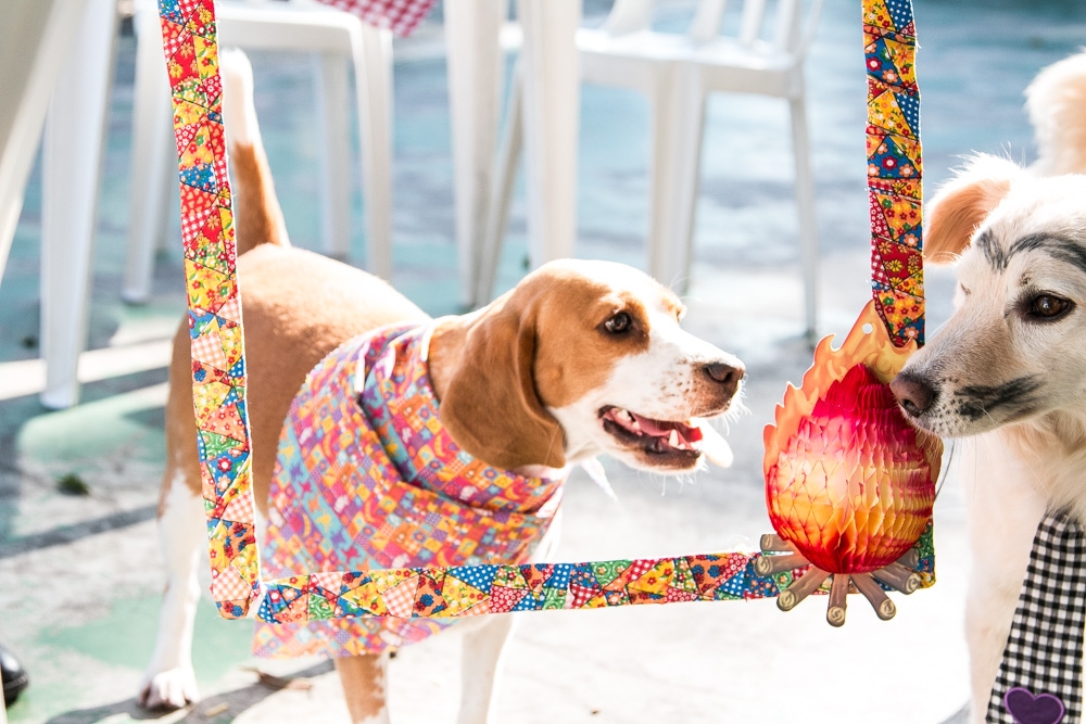 Espaço Day Care na Sé - Day Care em Animais